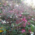 Wild-flowers-cerro-quemado-hike