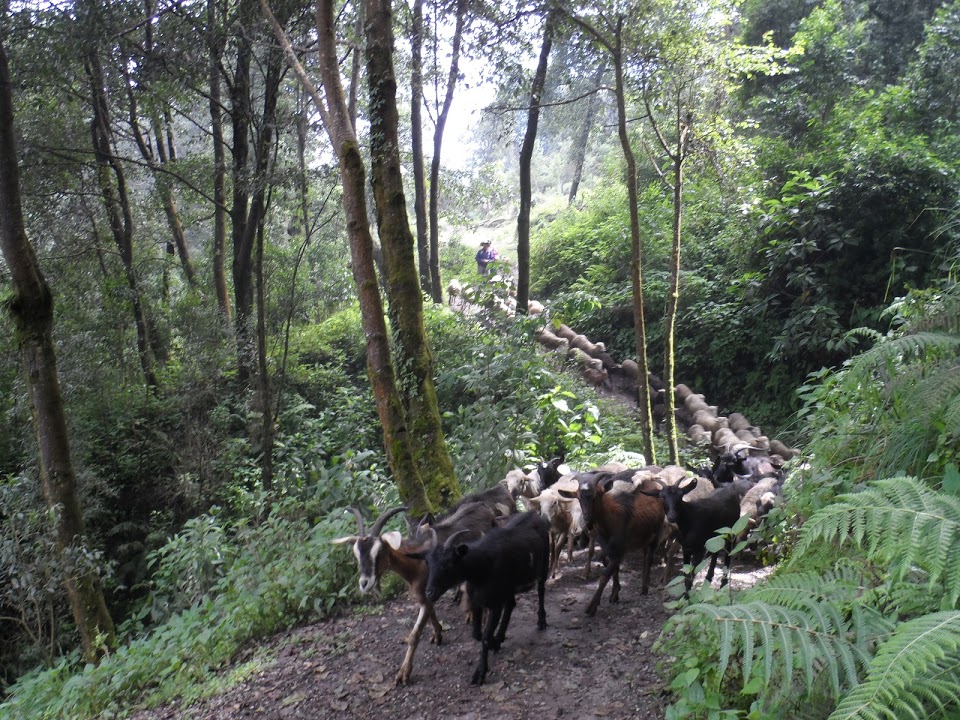 path-hike-volcan-santiaguito-guatemala