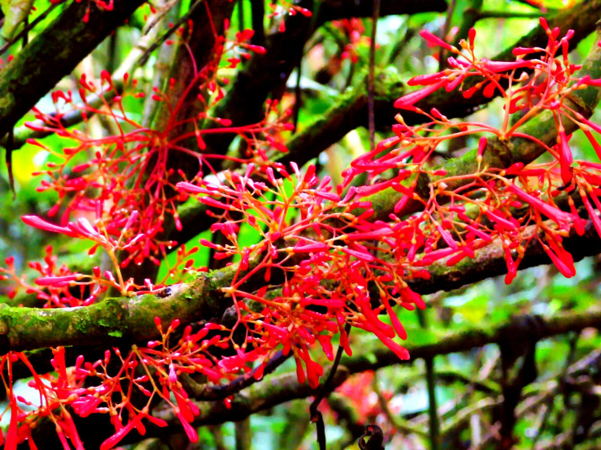 flowers-hike-volcan-santiaguito-quetzaltenango